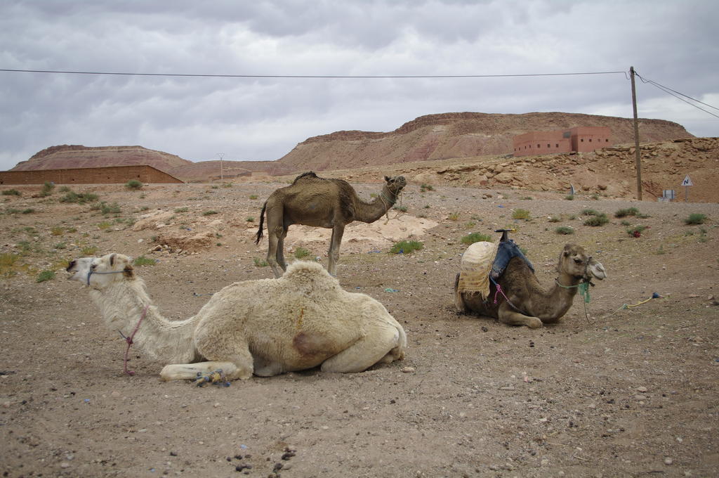 Kasbah La Cigogne Acomodação com café da manhã Ait Benhaddou Exterior foto