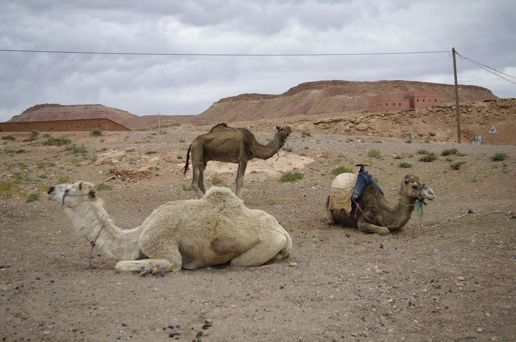 Kasbah La Cigogne Acomodação com café da manhã Ait Benhaddou Exterior foto